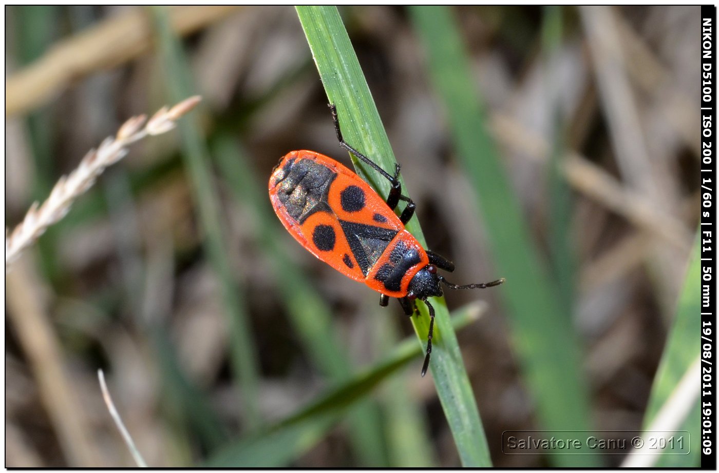 Pyrrhocoris apterus