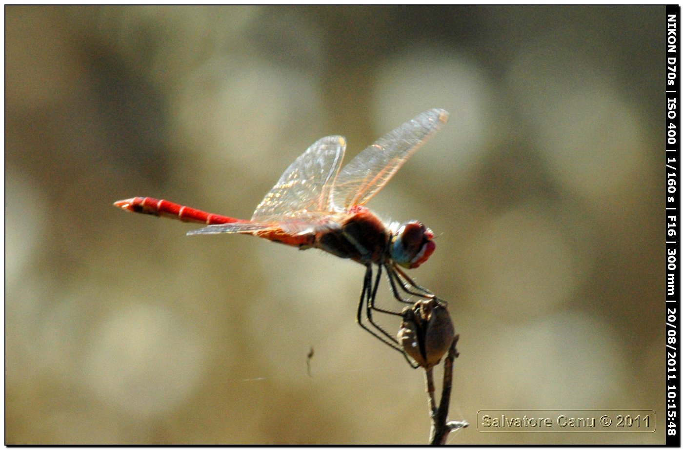 Sympetrum?? quale?