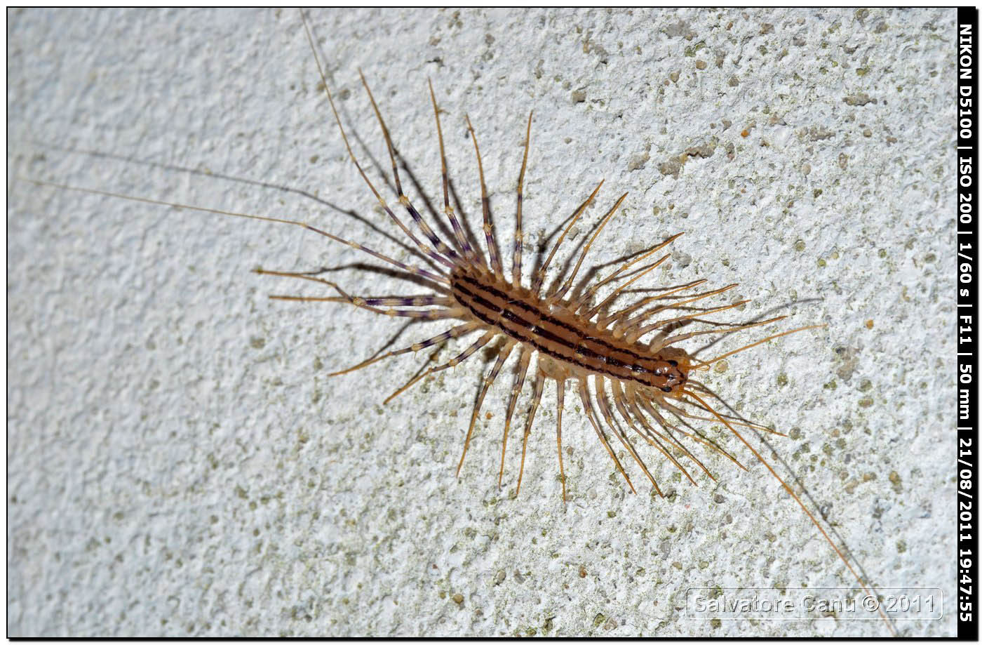 Scutigera coleoptrata