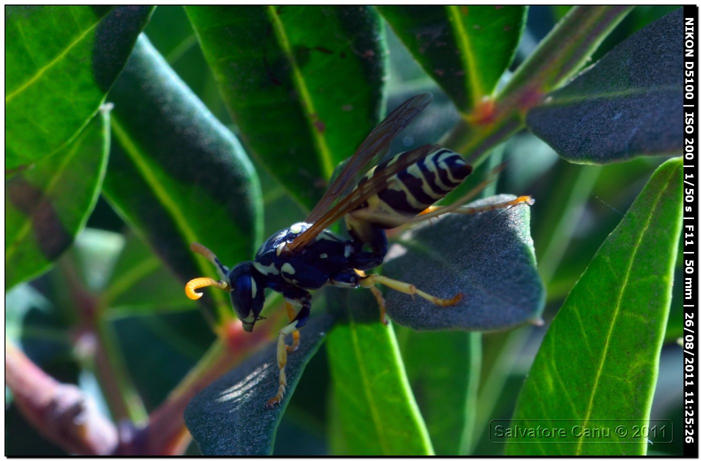 Polistes, forse dominulus