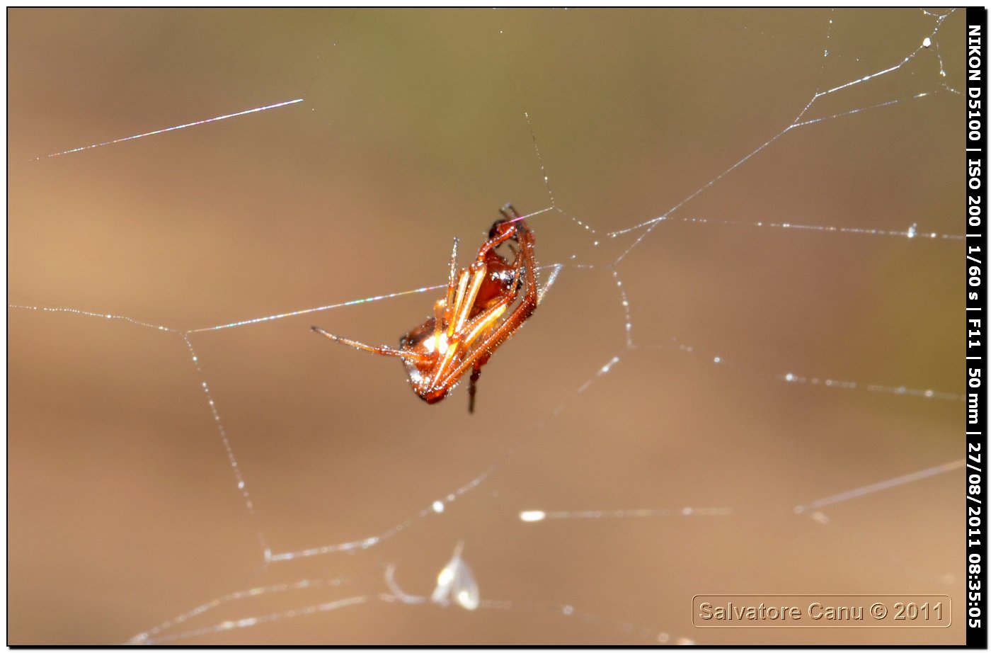 Argyrodes sp.