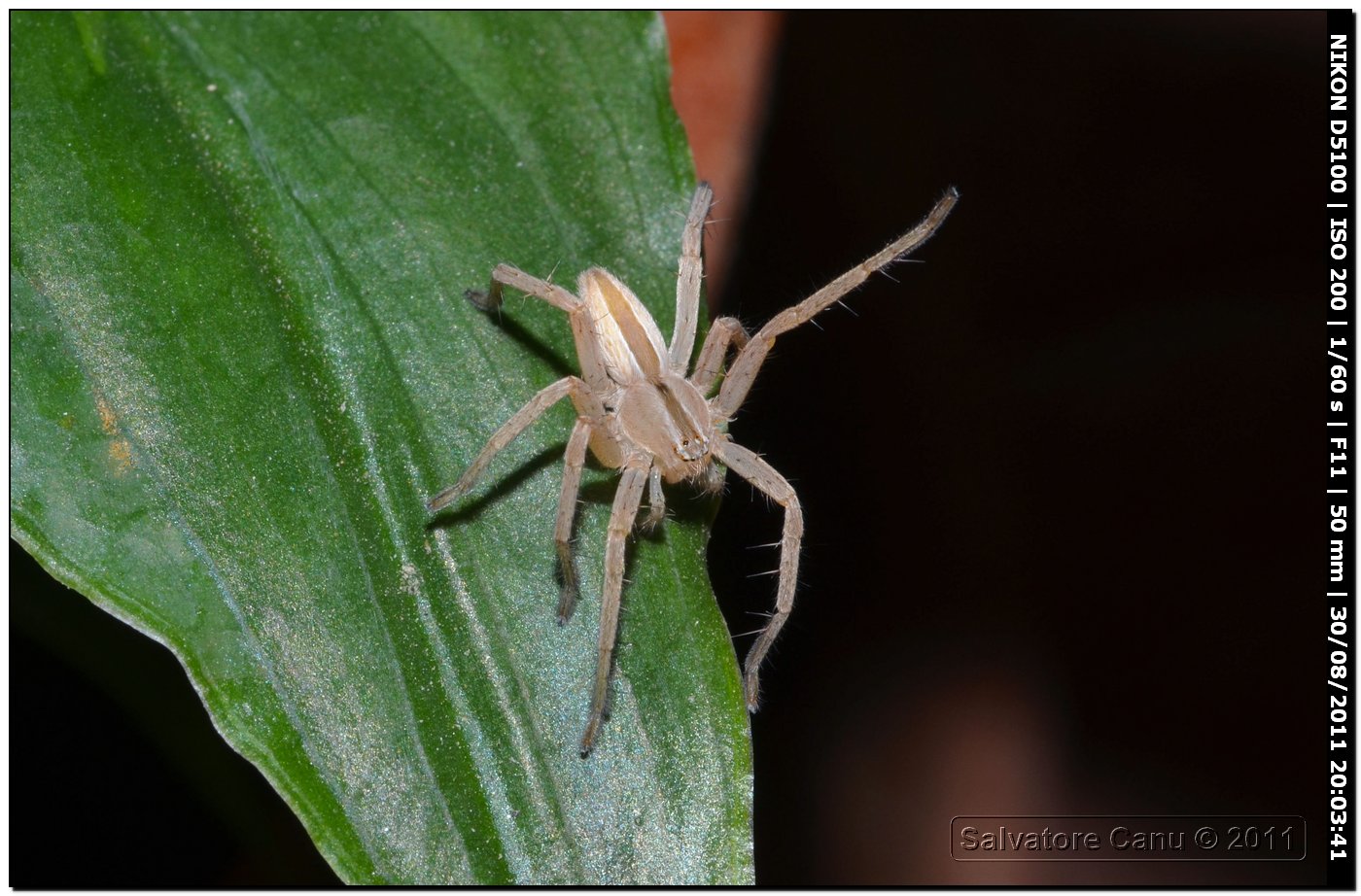 Micrommata sp.