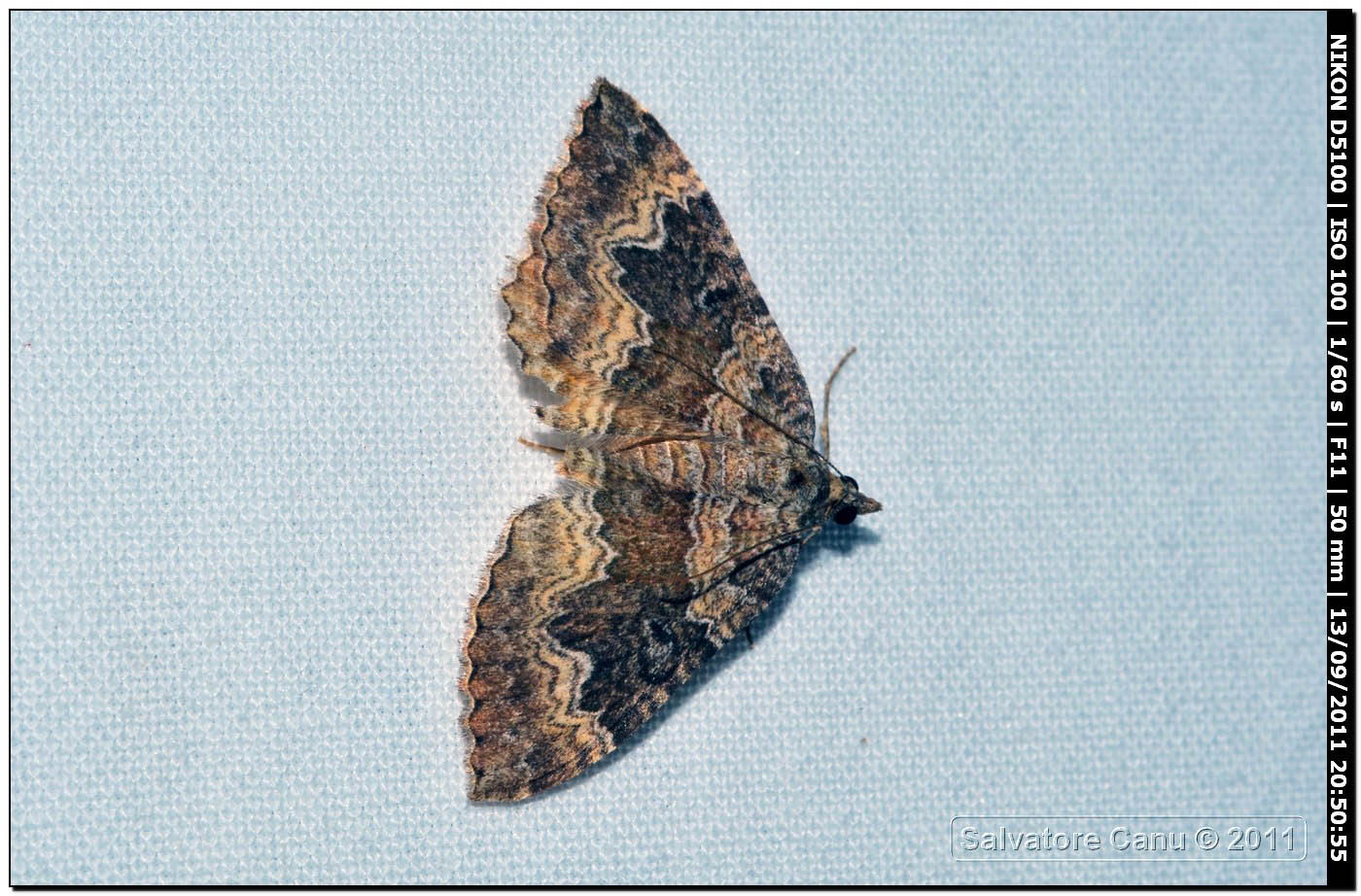 Geometridae da id 2