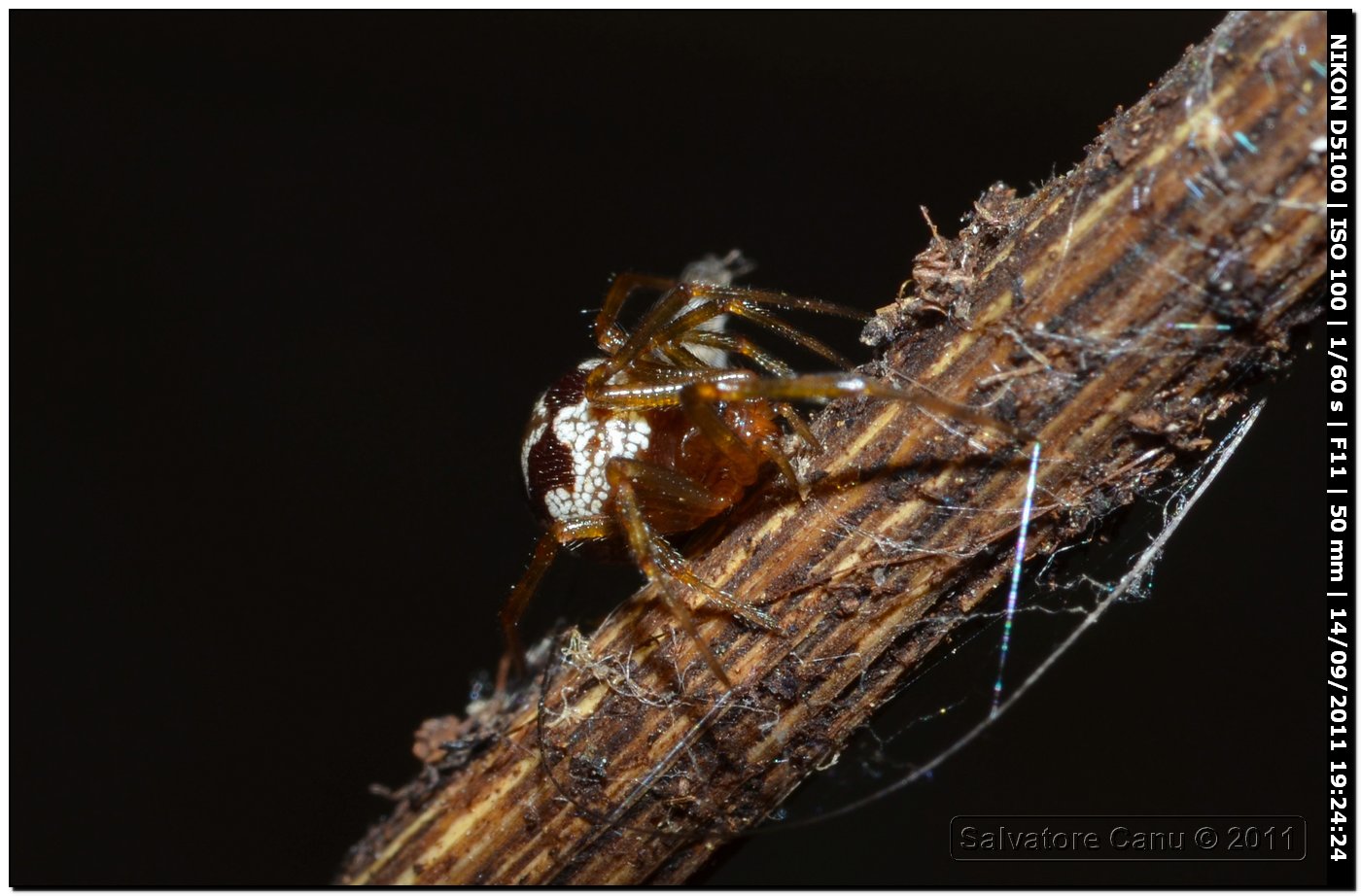 Theridiidae, Steatoda triangulosa