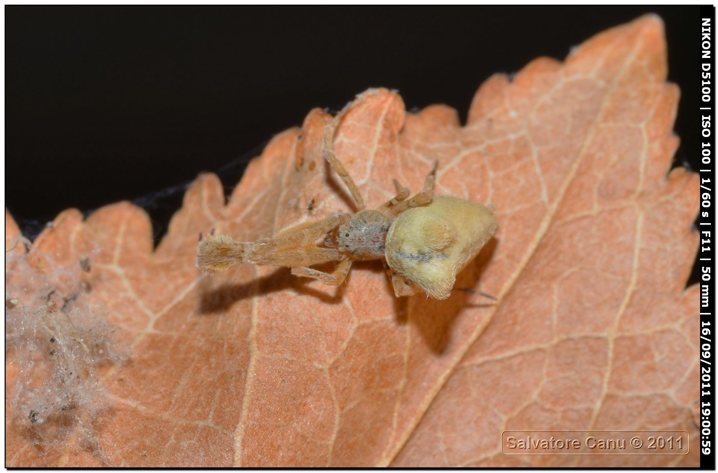 Uloborus plumipes