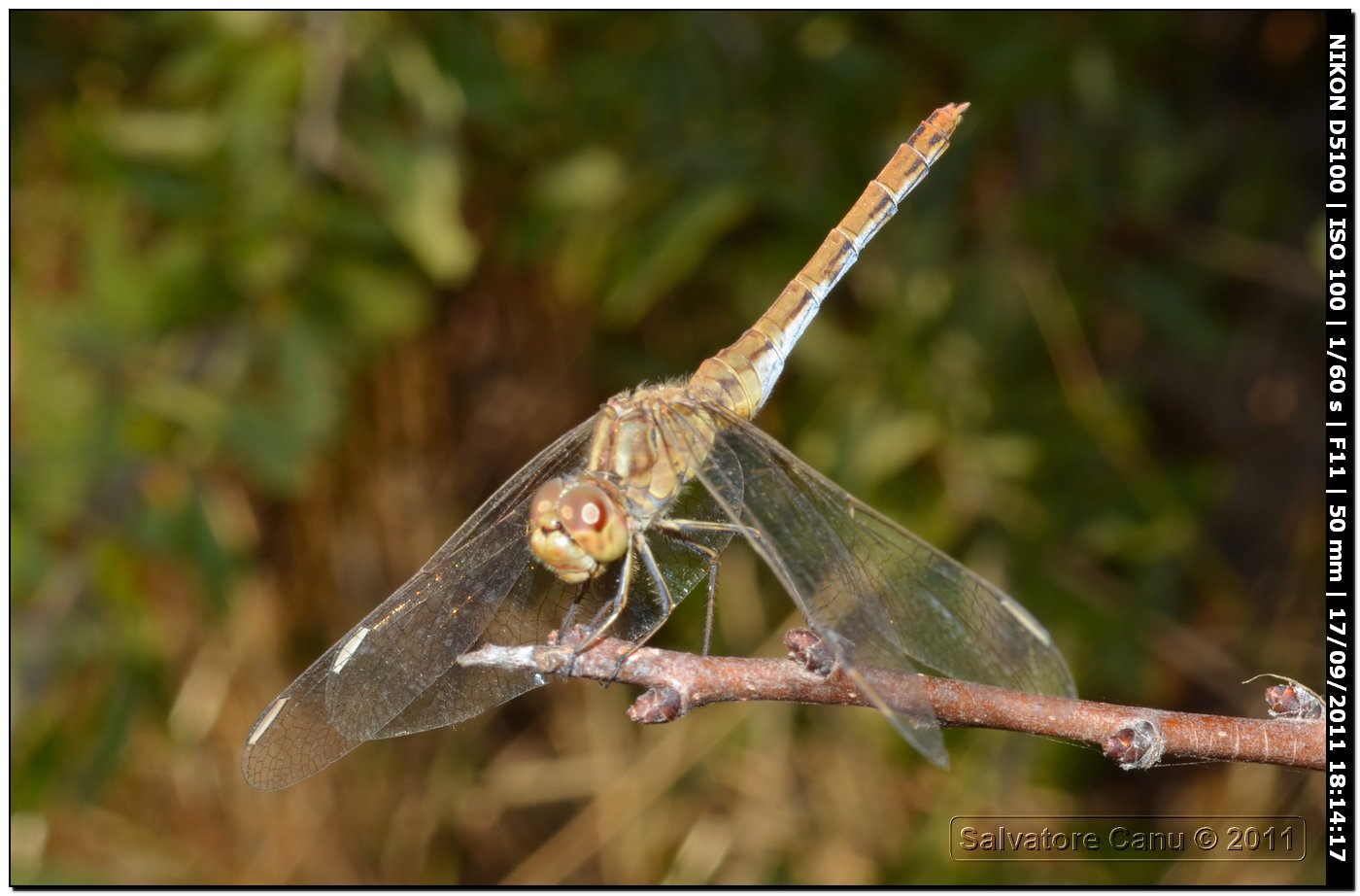 Sympetrum fonscolombii