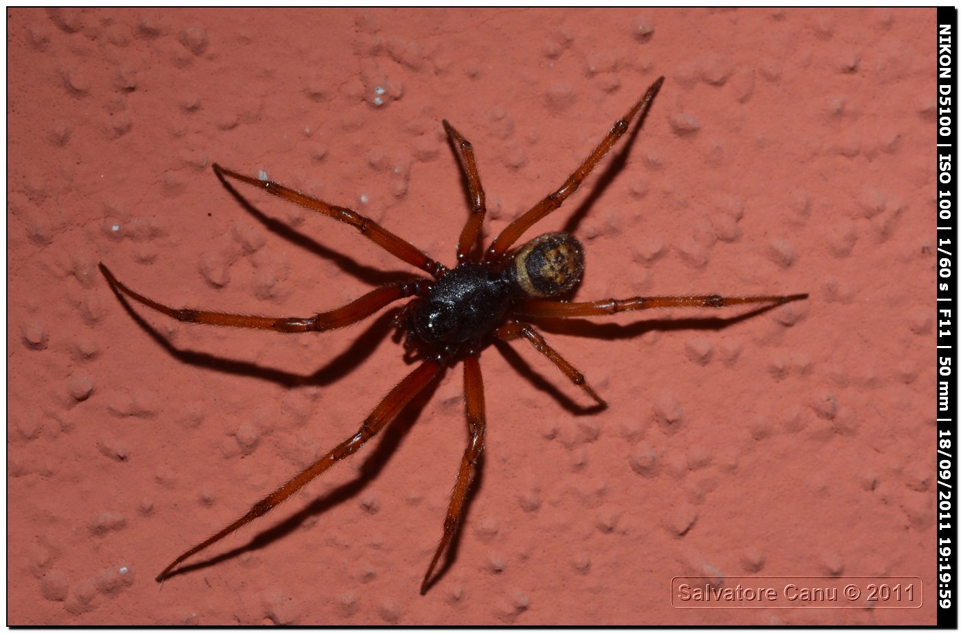 Steatoda nobilis