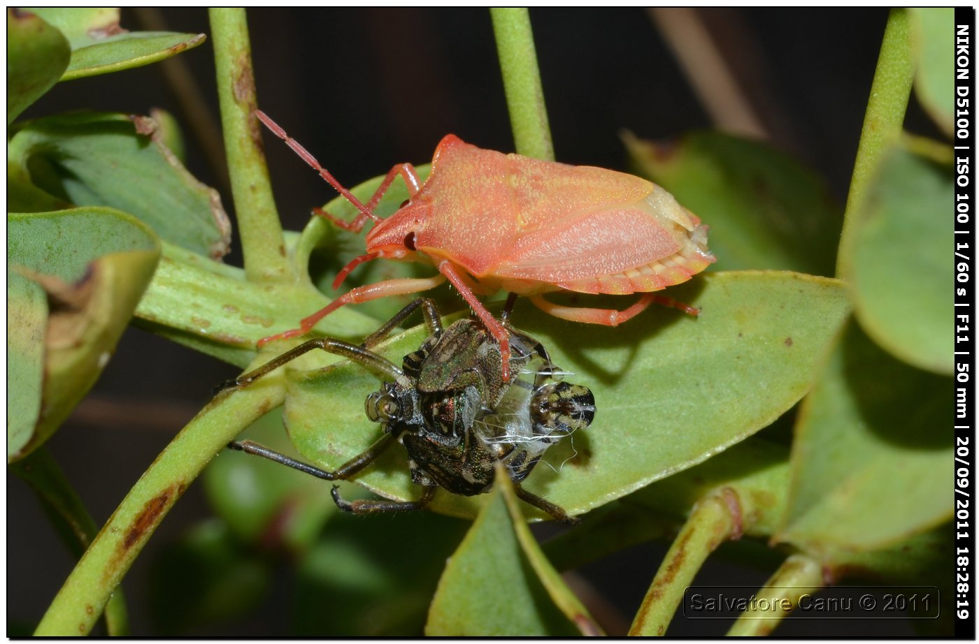 Pentatomidae sorpreso dopo l''ultima muta - Carpocoris sp.