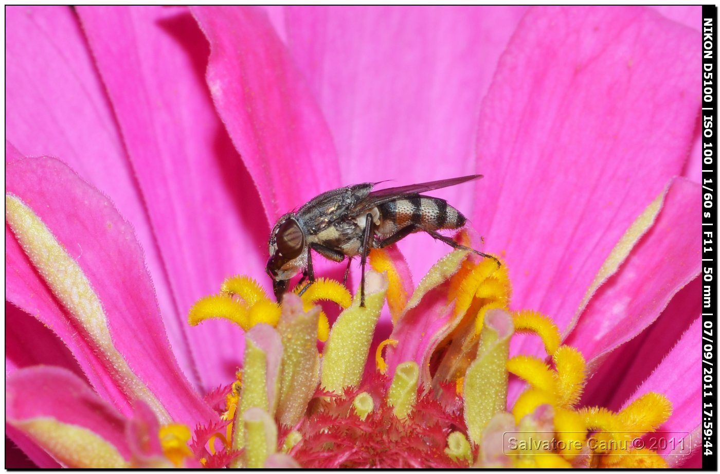 Calliphoridae, Stomorhina lunata femmina