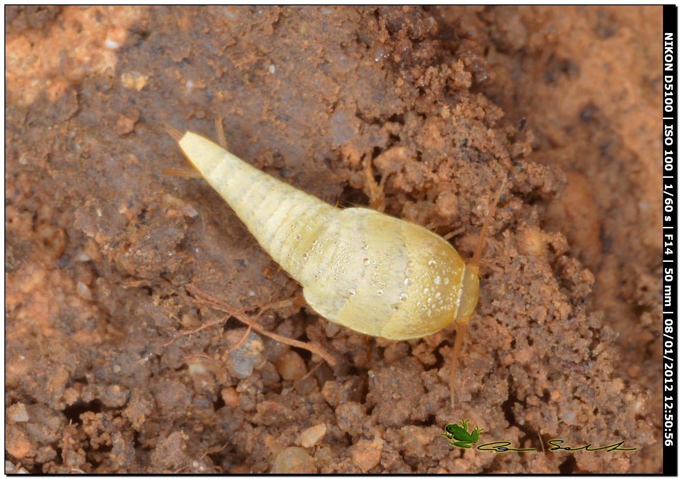 Tricholepisma aurea