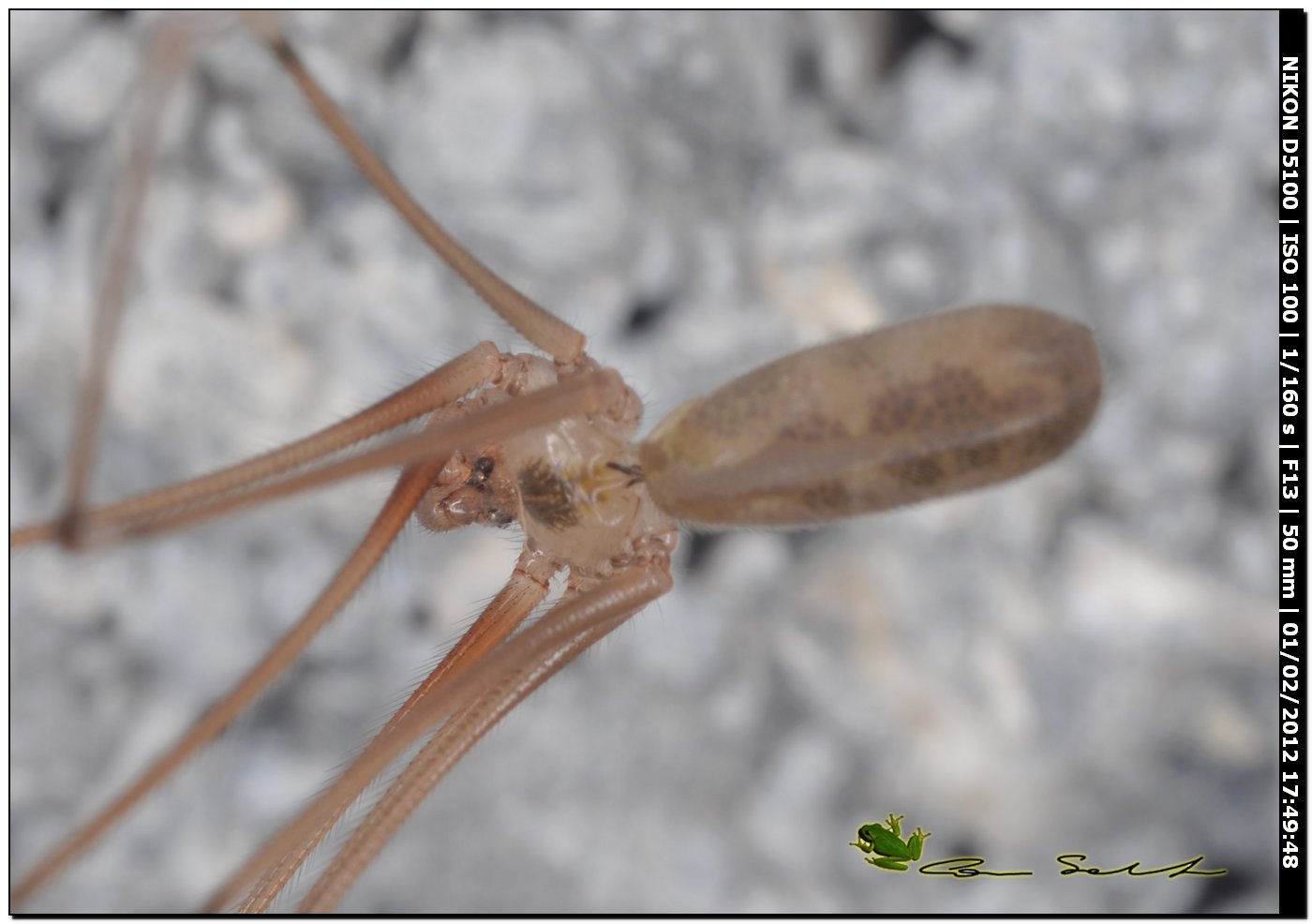 Pholcus phalangioides