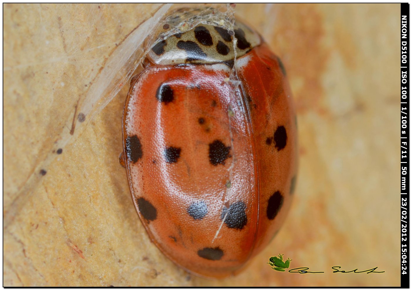 Coccinellidae da Uri