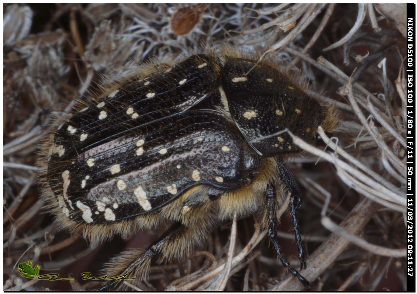 Cetoniidae? Oxythyrea funesta