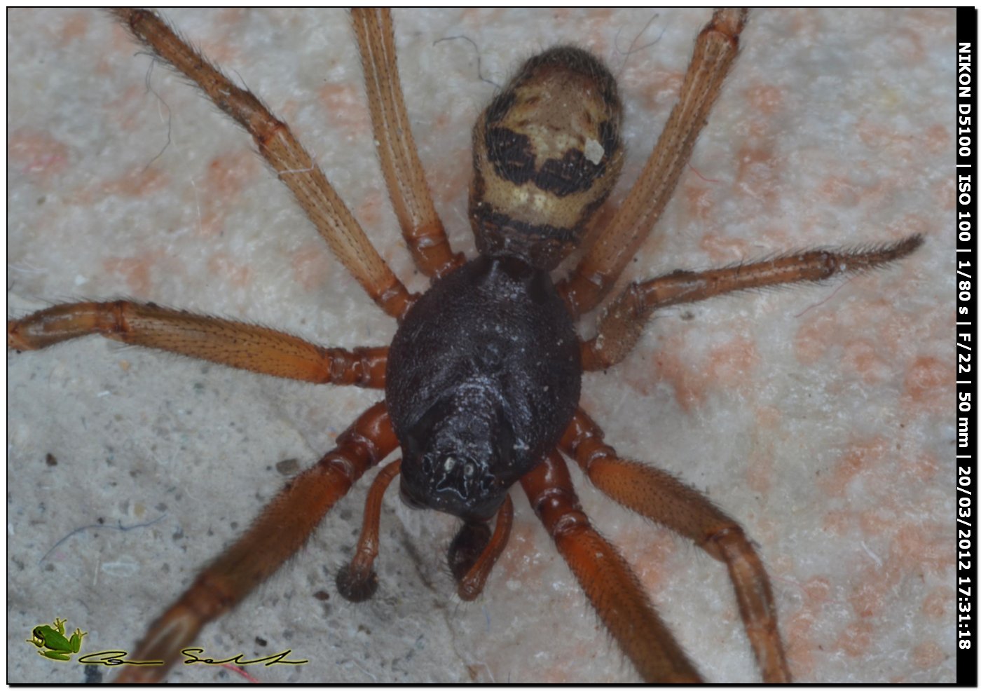 Steatoda nobilis da Usini