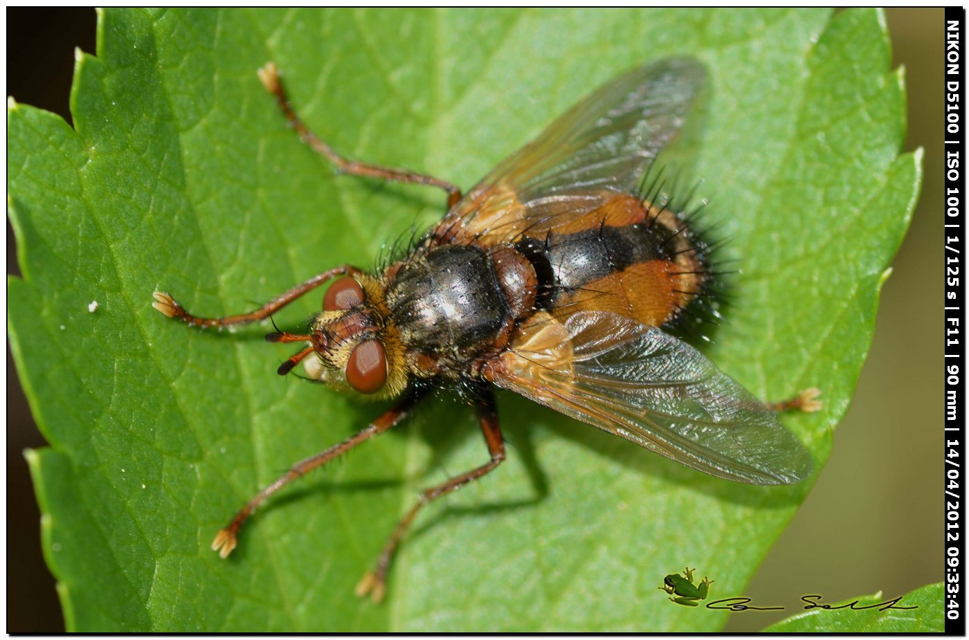 Tachina sp. da Usini