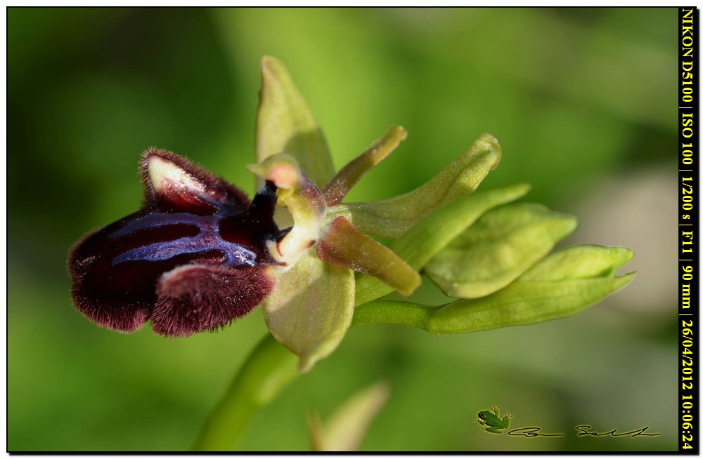 Ophrys a ... sorpresa