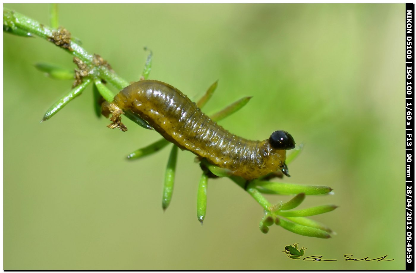 Larva di dittero?