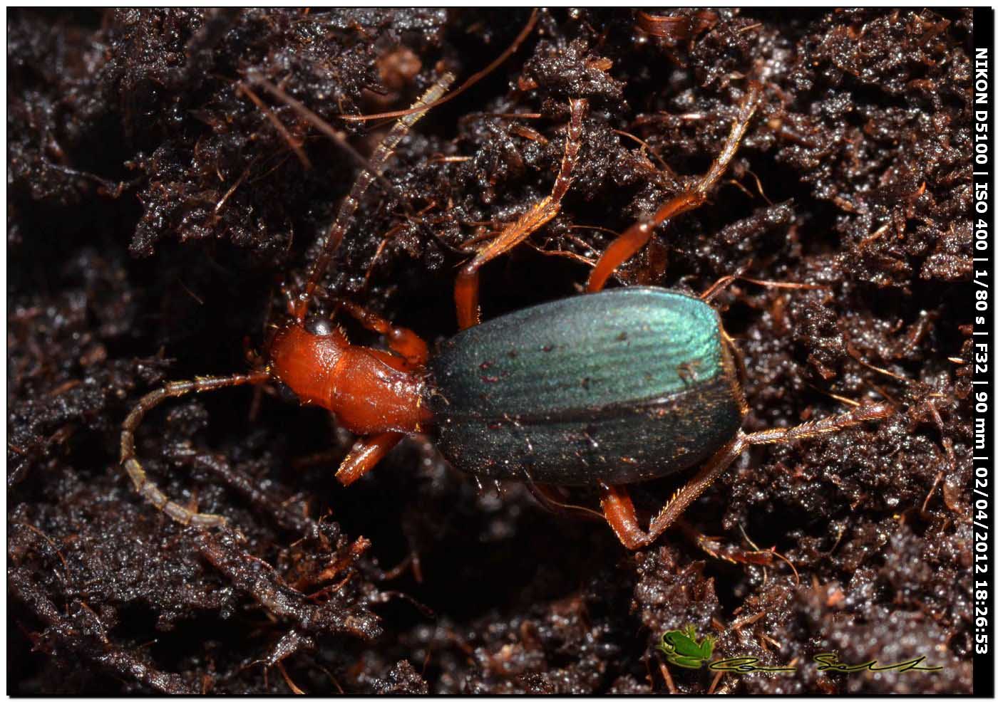 Per test da Usini: 2 Brachinus sp. (Carabidae)