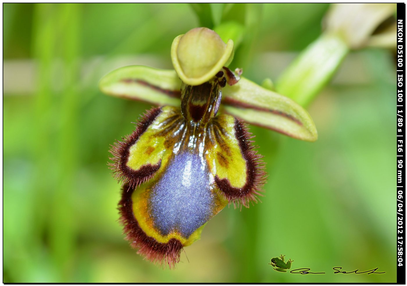 Orchidea selvatica - Ophrys speculum