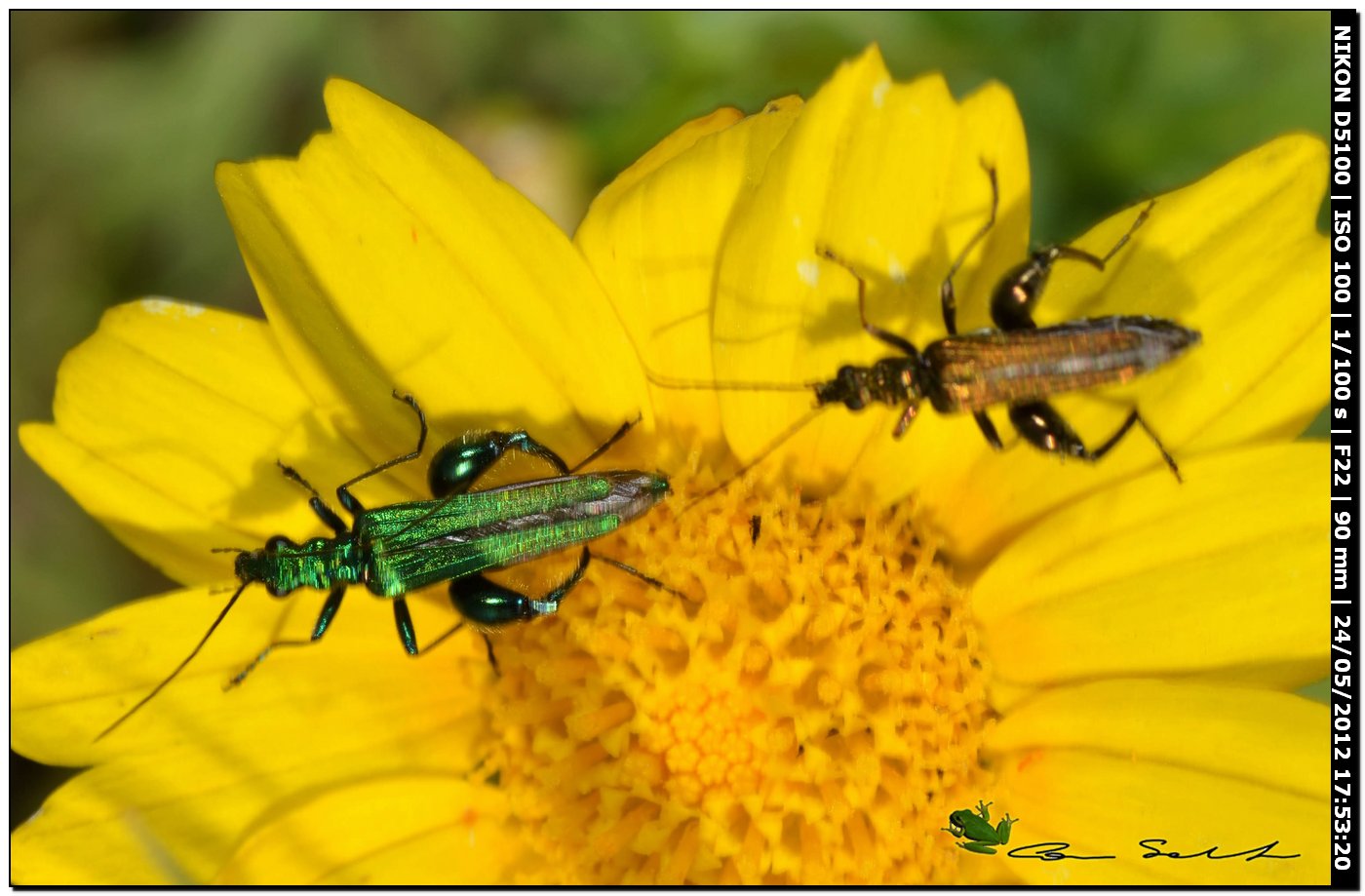 Oedemera flavipes ♂