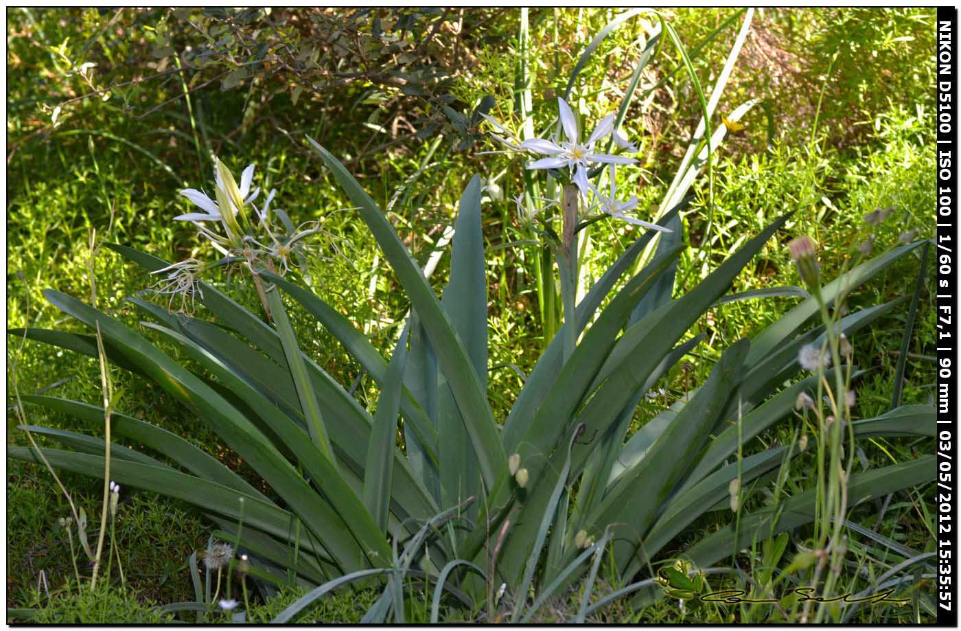 Pancratium illyricum / Giglio di Sardegna