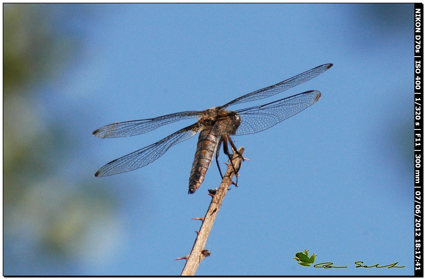 Libellula fulva 2