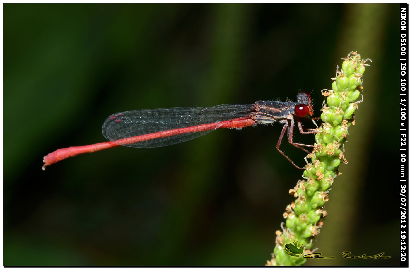 Ceriagrion tenellum ♂♀