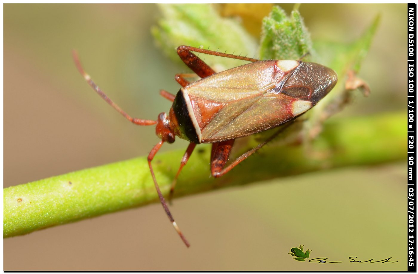 Adelphocoris vandalicus, Miridae