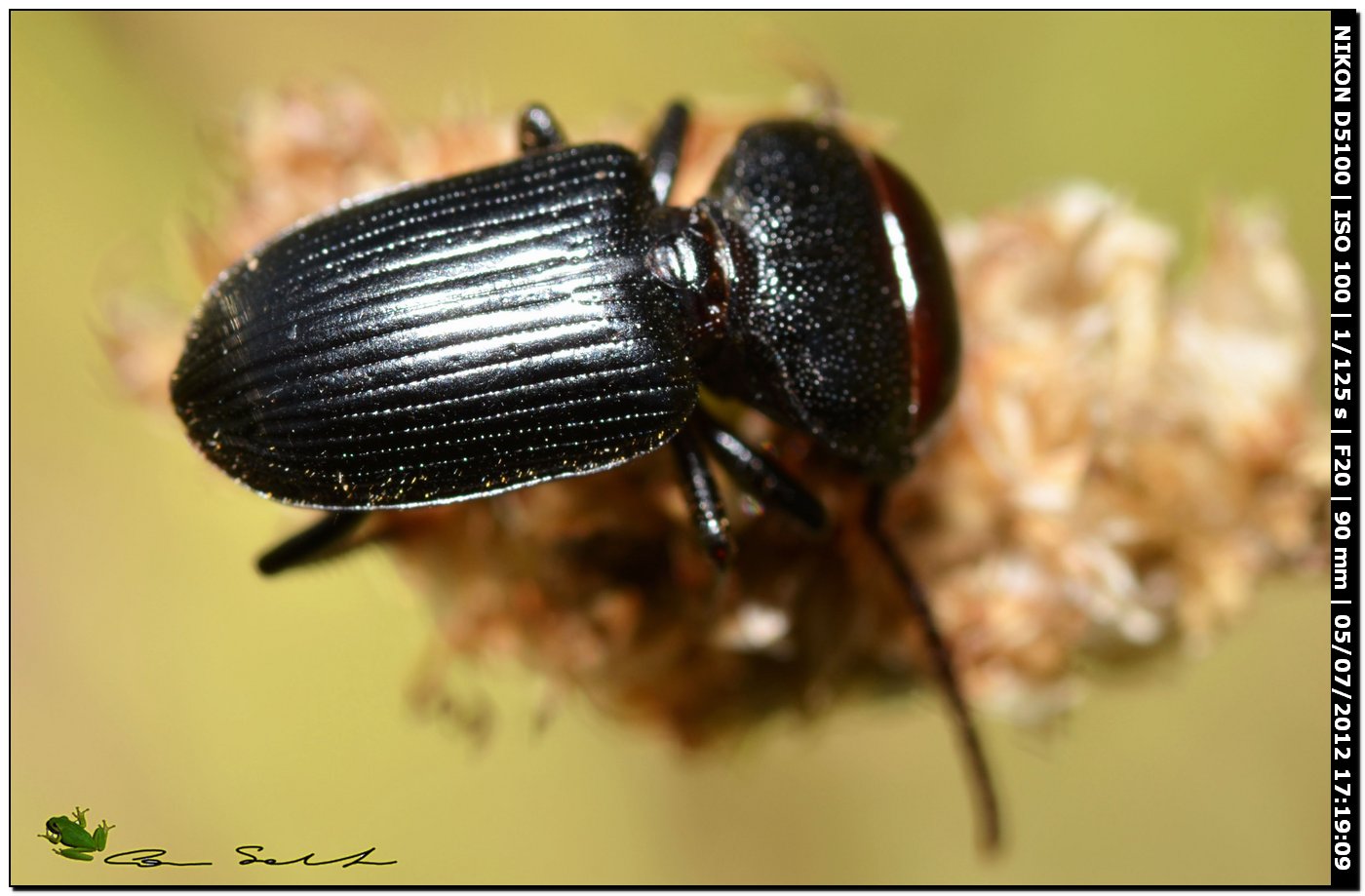 Scarites cyclops? No. Ditomus clypeatus