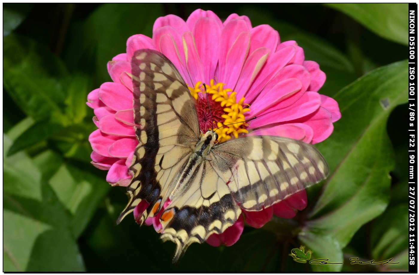 Papilio machaon