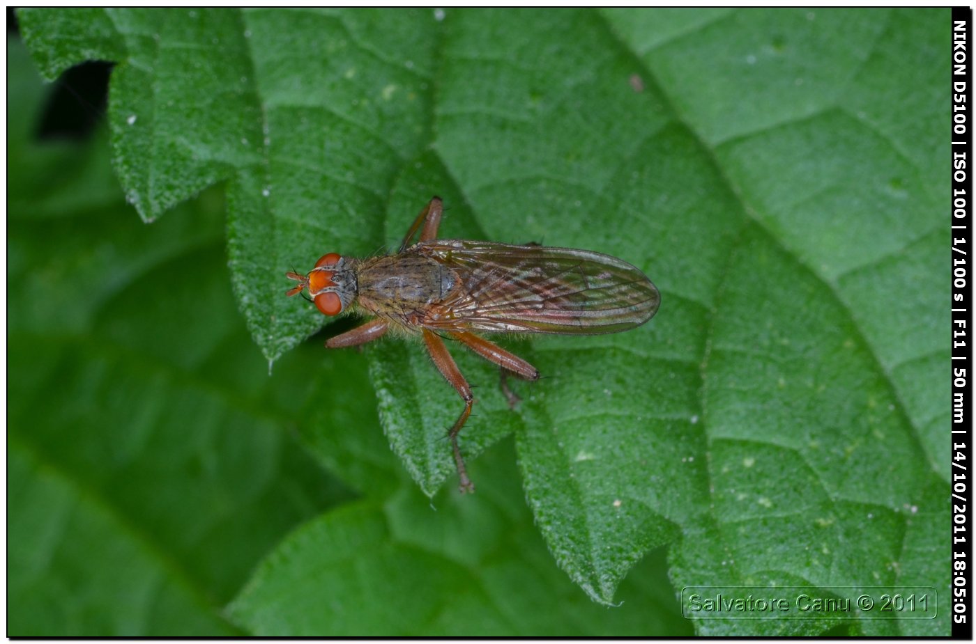 Scathophagidae, Scathopaga sp.