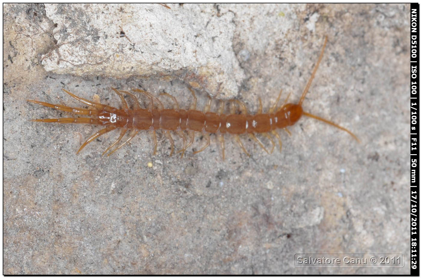 Lithobius sp.