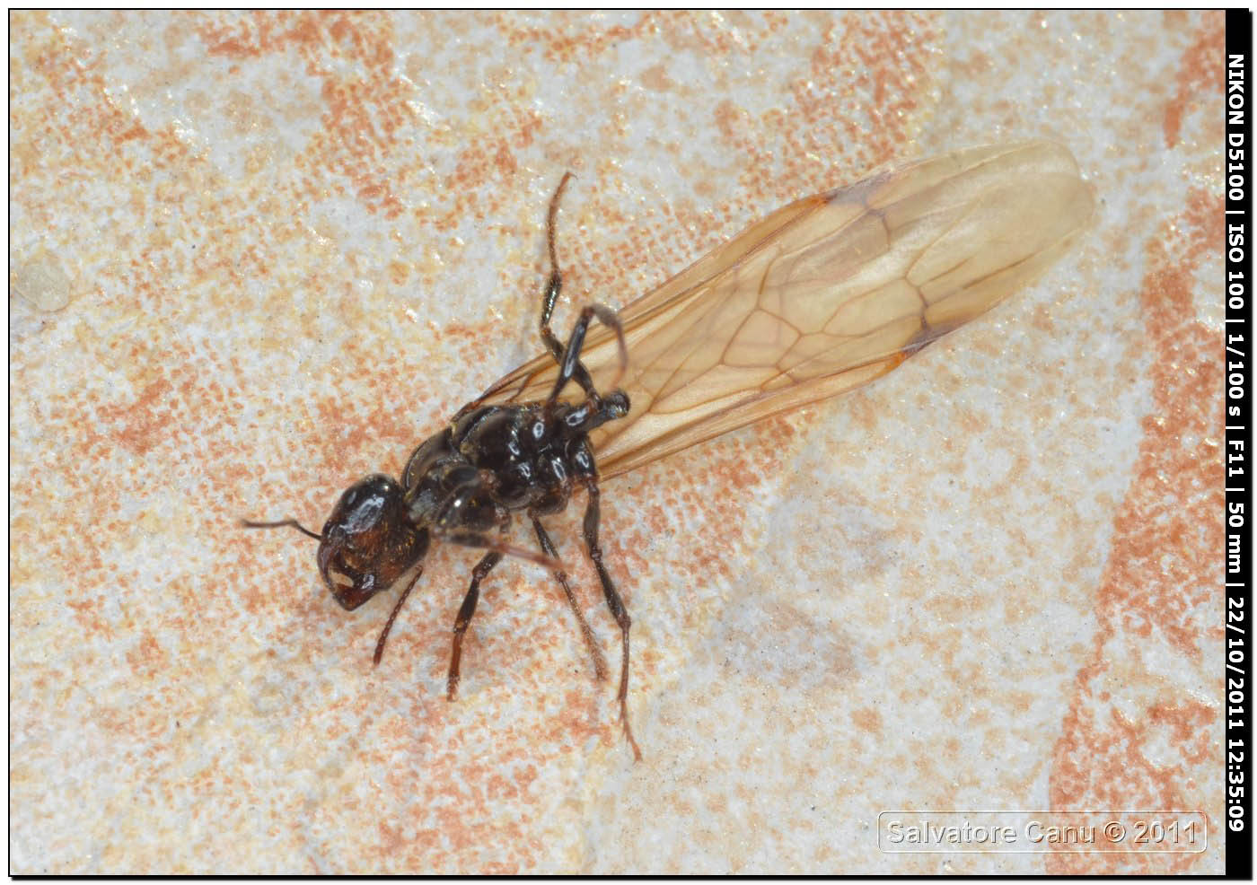 Formica regina? (Femmina e maschio di Messor sp.)