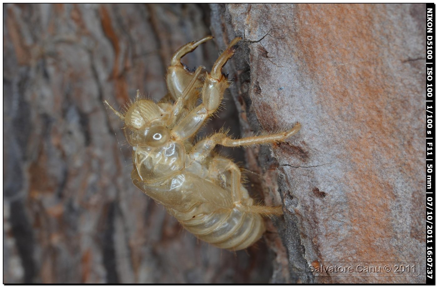 Exuvie di cicala (Cicada orni?)