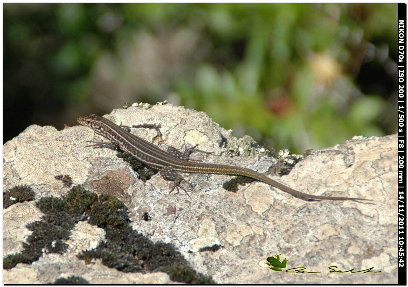 Podarcis tiliguerta