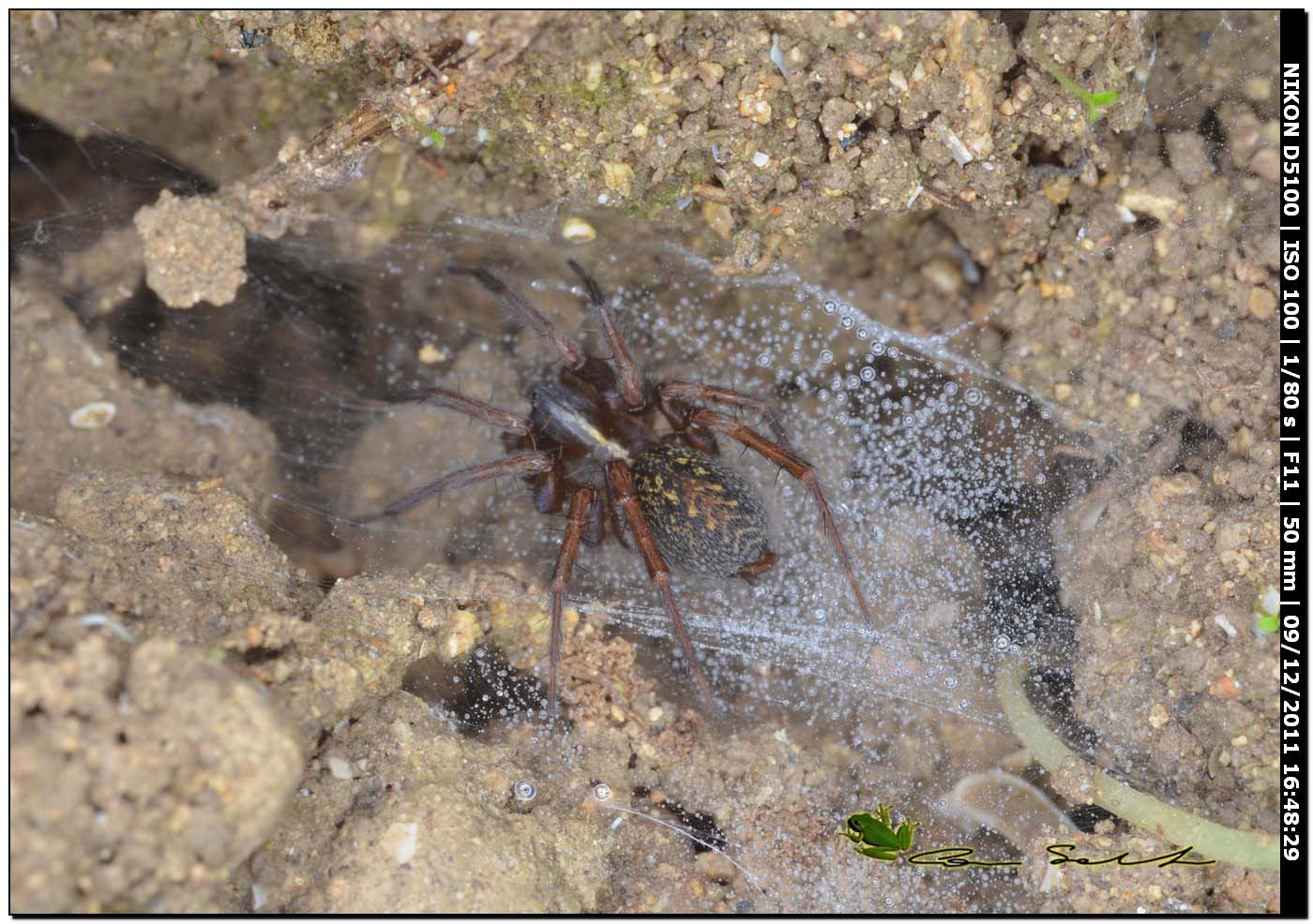 Lycosoides coarctata