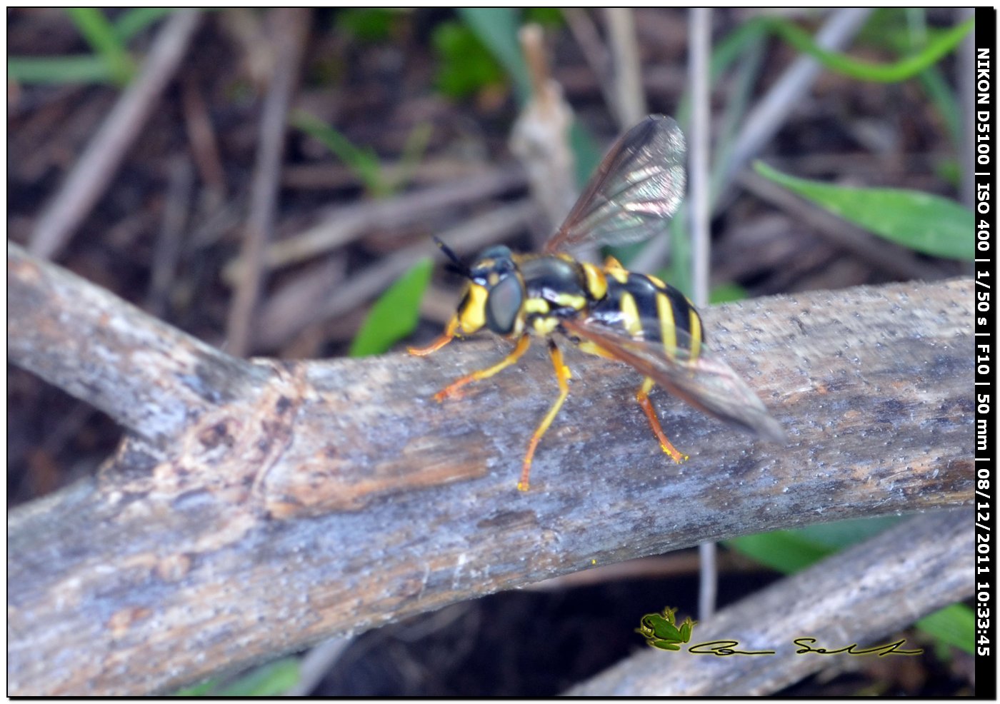 Chrysotoxum cf intermedium