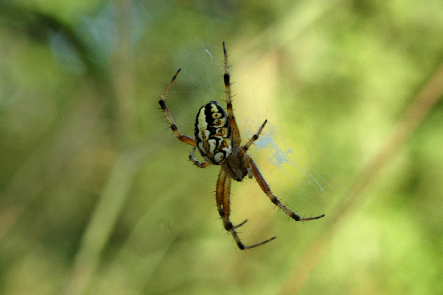 Pisaura sp.; Neoscona adianta