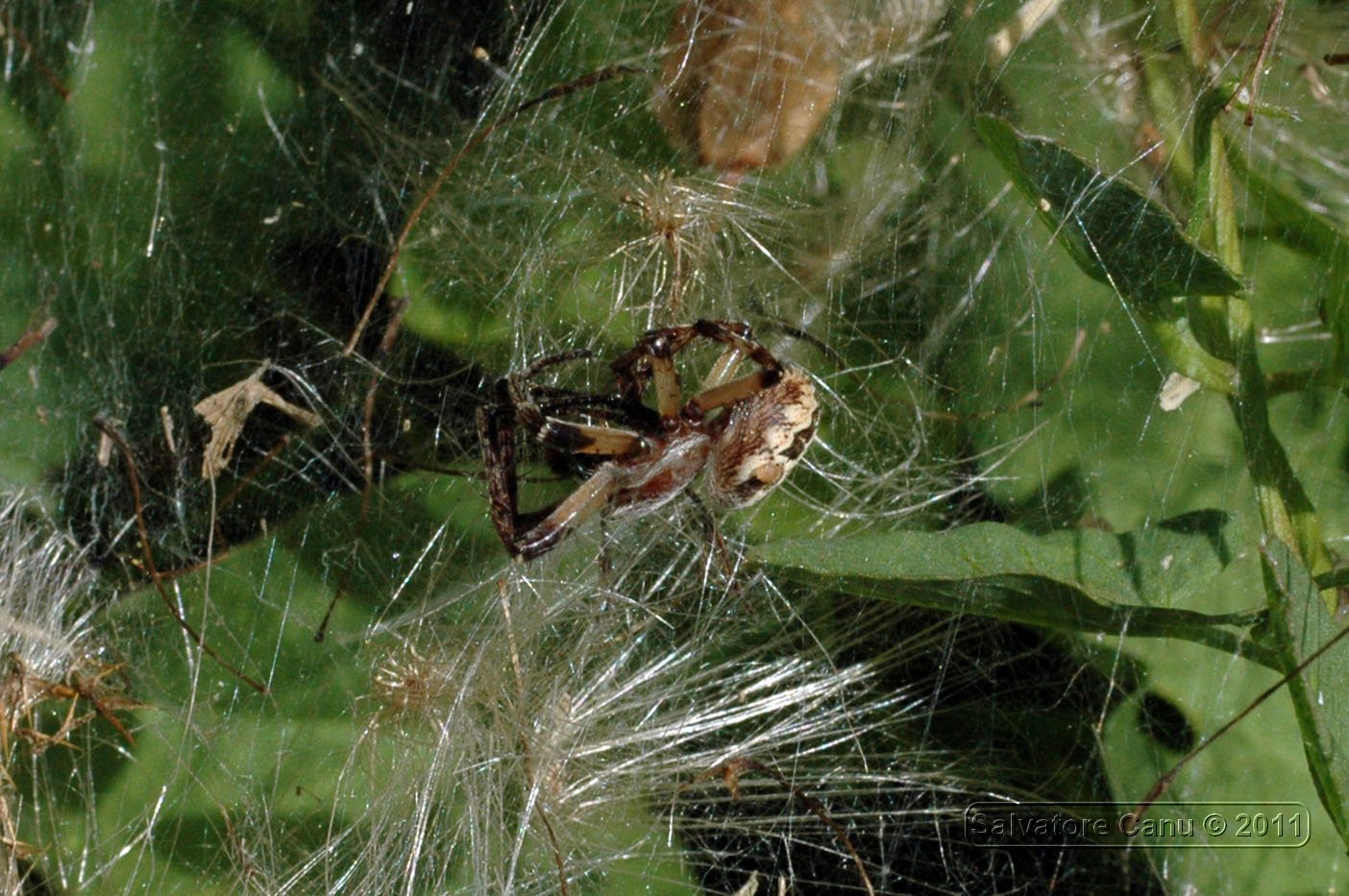 Larinioides sp.; Agelena labyrinthica