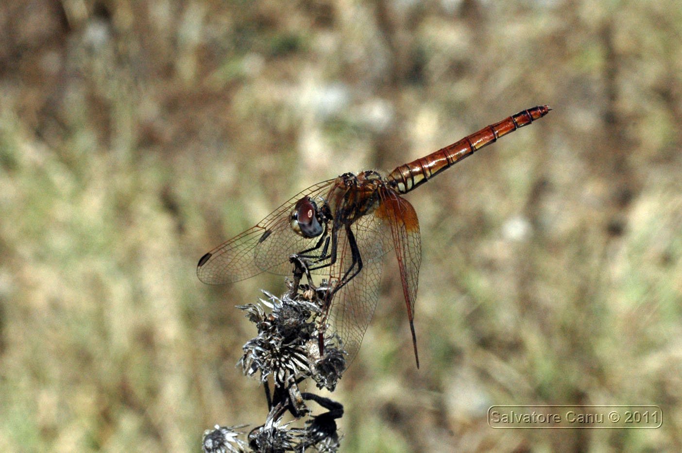 Trithemis annulata maschio e femmina