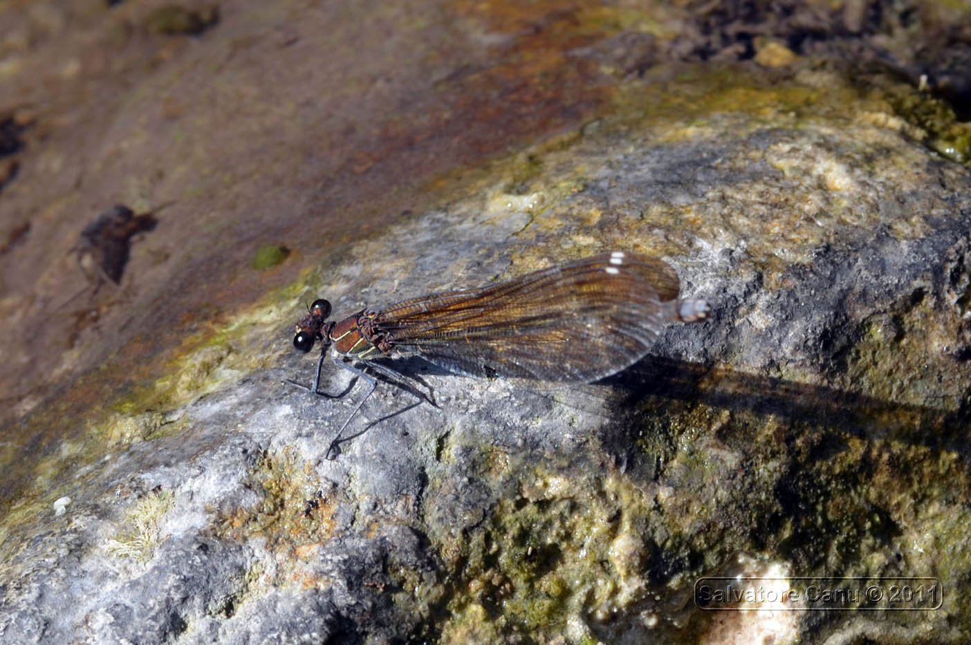 Calopteryx da ID