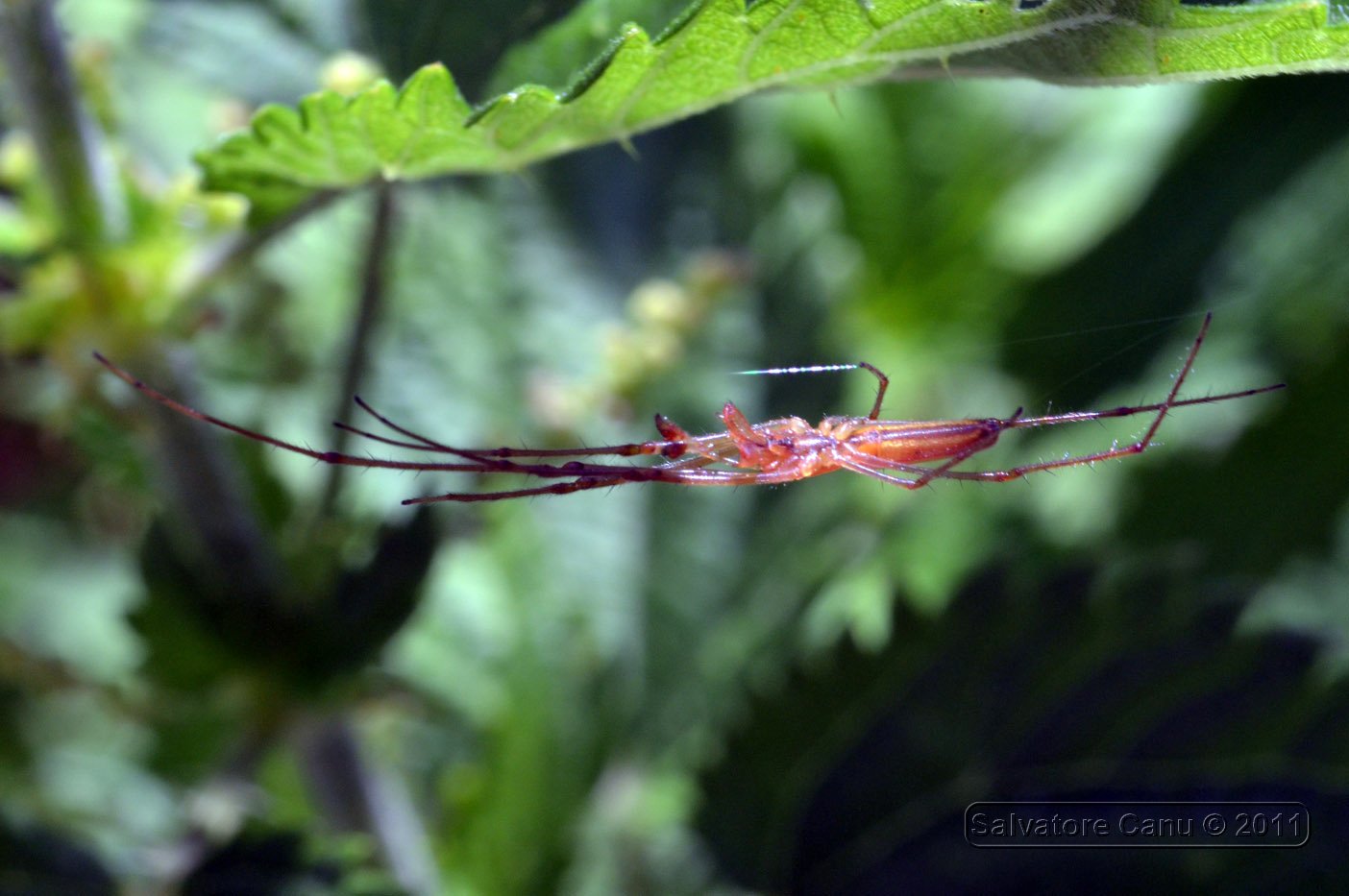 Tetragnatha sp.