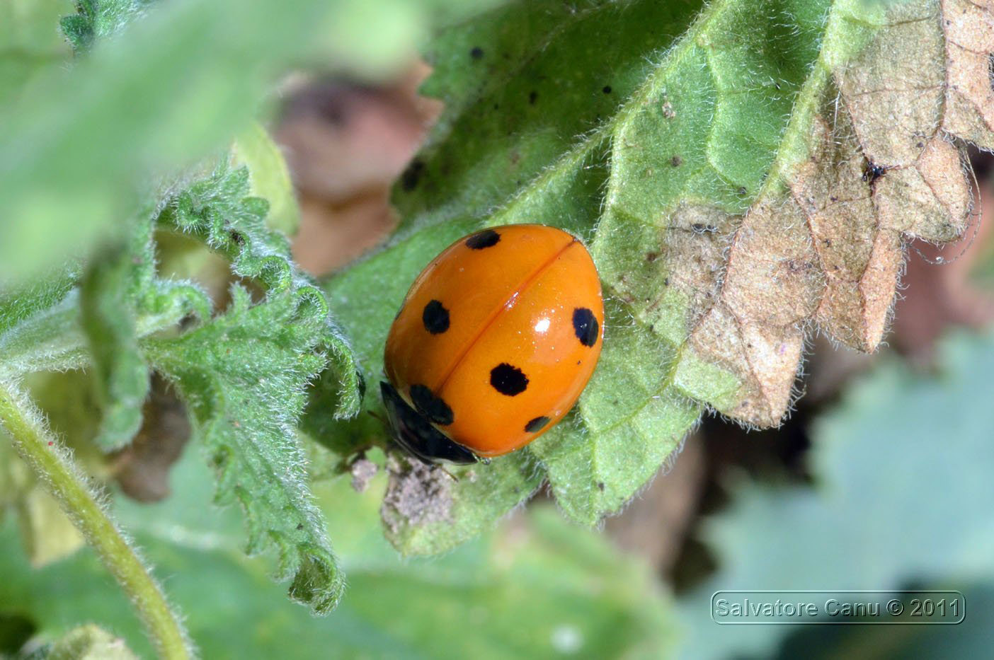 Carrellata di Harmonia axyridis