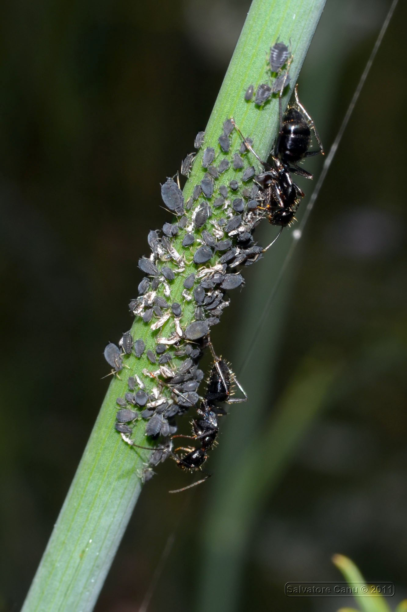 Camponotus aethiops con afidi