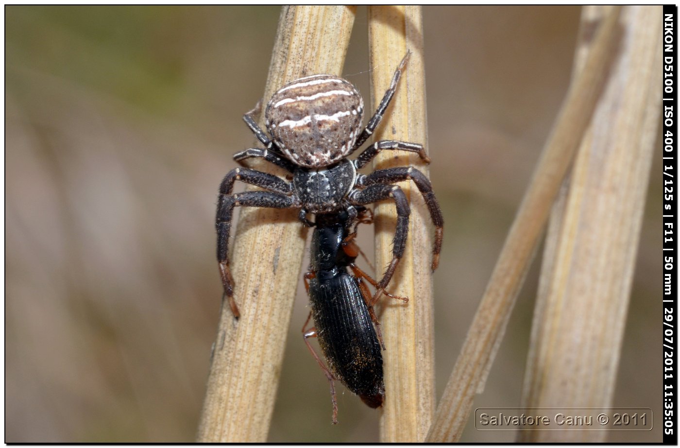 Xysticus sp.