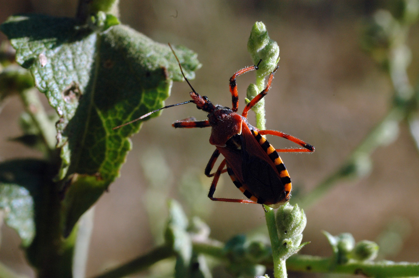 Reduvidae: Rhynocoris erythropus dei dintorni di Usini (SS)