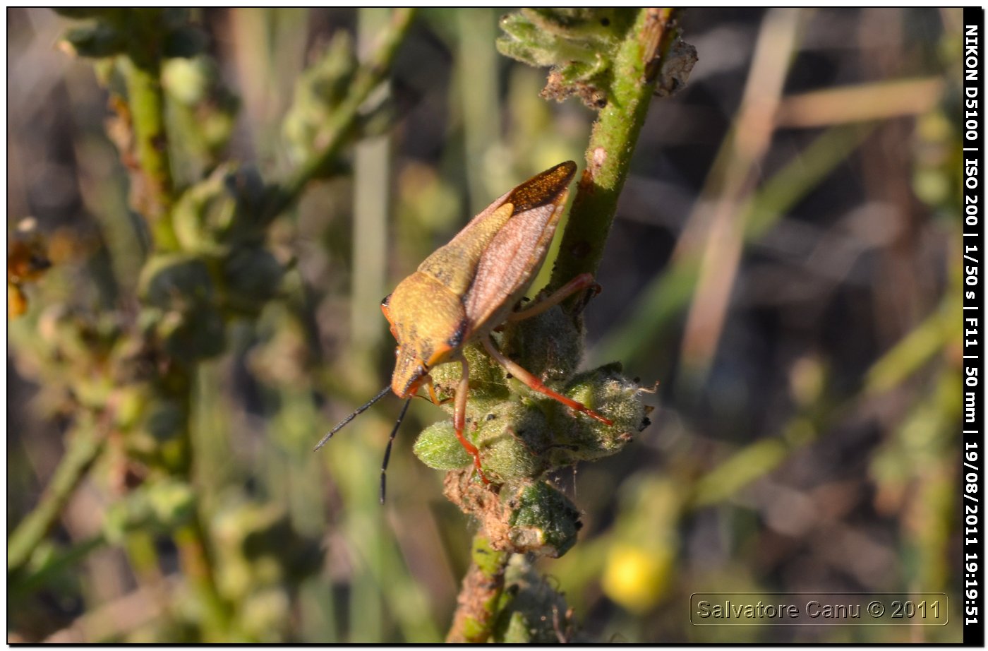 Pentatomidae: Carpocoris mediterraneus atlanticus di Usini