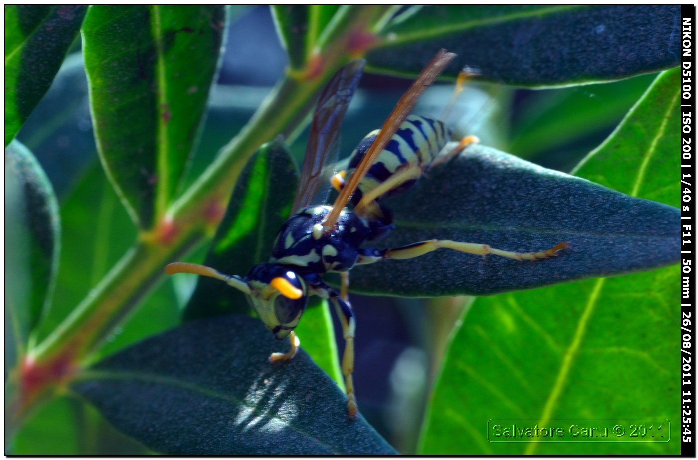 Polistes, forse dominulus