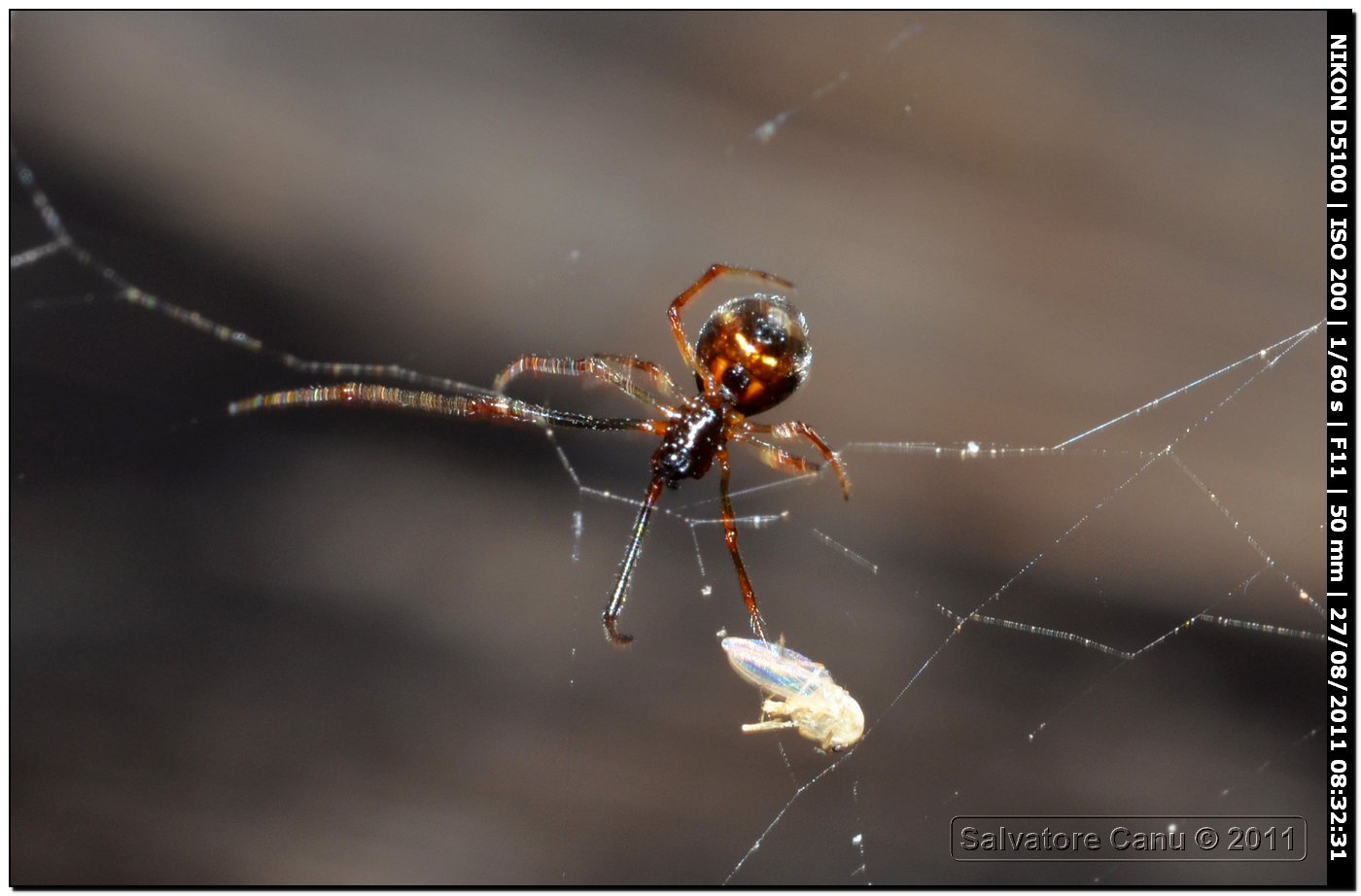 Argyrodes sp.