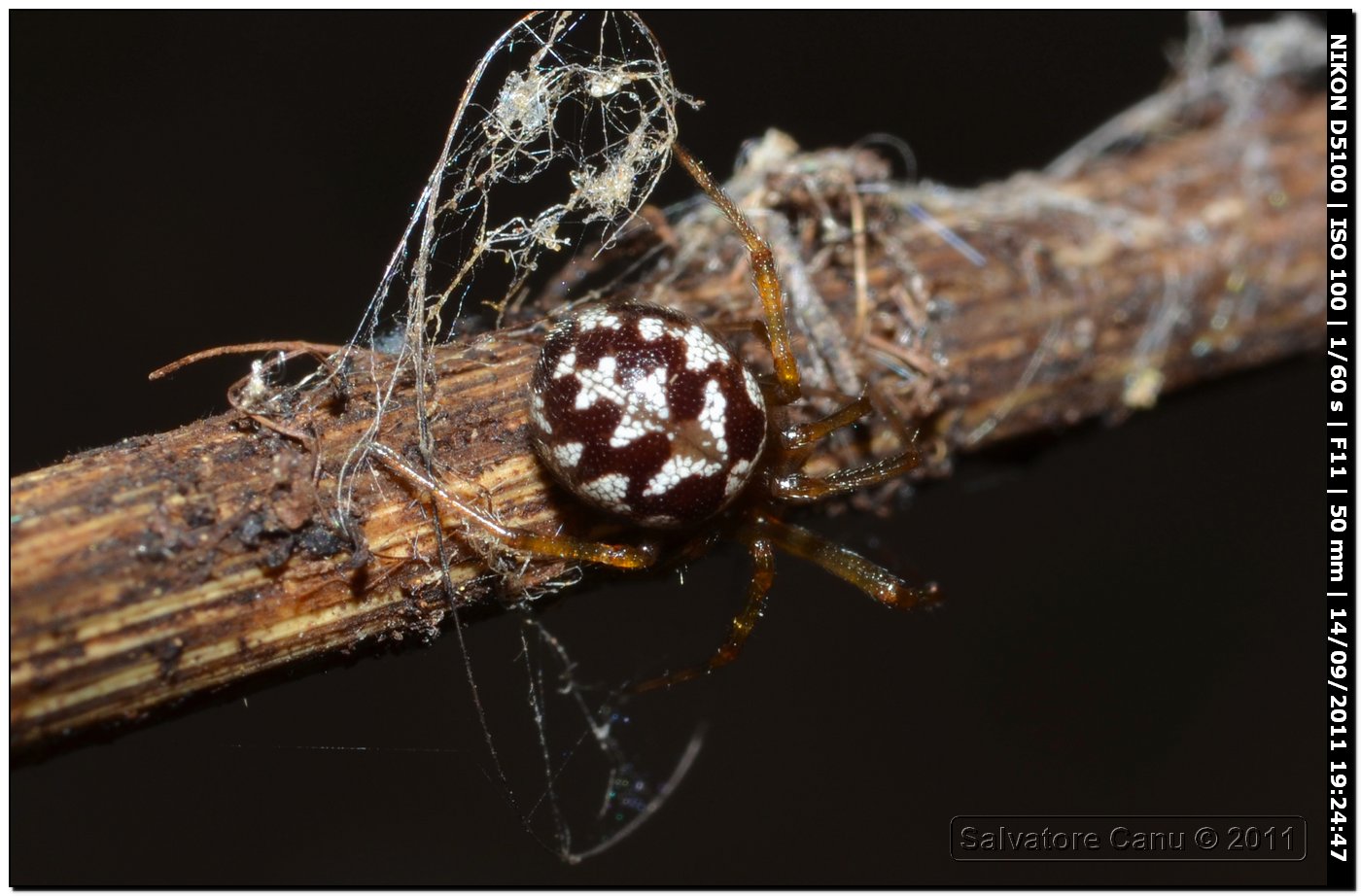 Theridiidae, Steatoda triangulosa